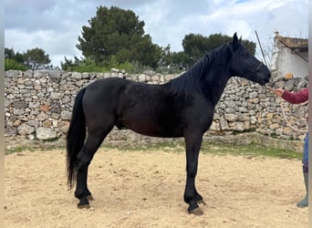 Murgese, Hengst, 3 Jaar, 158 cm, Zwart