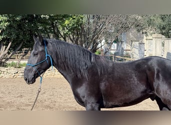 Murgese, Hengst, 3 Jaar, 158 cm, Zwart