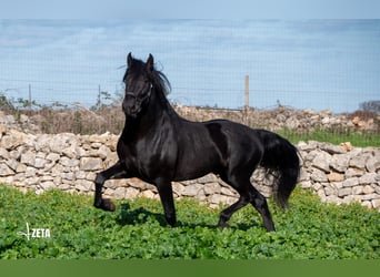 Murgese, Hengst, 3 Jaar, 161 cm, Zwart