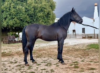 Murgese, Hengst, 3 Jaar, 163 cm, Zwart