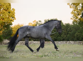 Murgese, Hengst, 3 Jaar, 164 cm, Roan-Blue