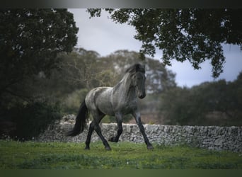 Murgese, Hengst, 3 Jaar, 164 cm, Roan-Blue