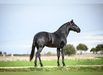 Murgese, Hengst, 3 Jaar, 164 cm, Zwart