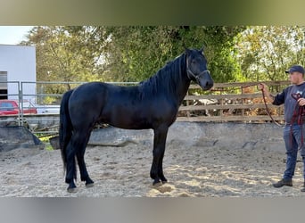 Murgese, Hengst, 3 Jaar, 165 cm, Zwart