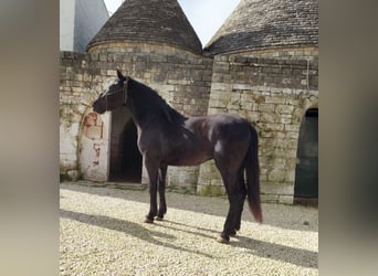 Murgese, Hengst, 3 Jaar, 165 cm, Zwart