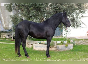 Murgese, Hengst, 3 Jaar, 165 cm, Zwart