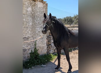 Murgese, Hengst, 3 Jahre, 155 cm, Rappe