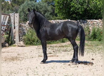 Murgese, Hengst, 3 Jahre, 155 cm, Rappe