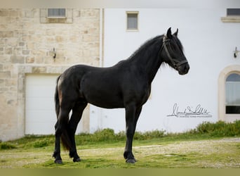 Murgese, Hengst, 3 Jahre, 155 cm, Rappe