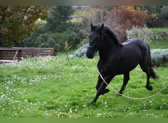Murgese, Hengst, 3 Jahre, 156 cm, Rappe