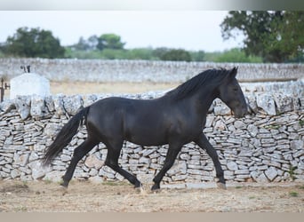 Murgese, Hengst, 3 Jahre, 156 cm, Rappe