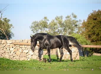 Murgese, Hengst, 3 Jahre, 156 cm, Rappe