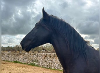 Murgese, Hengst, 3 Jahre, 158 cm, Rappe