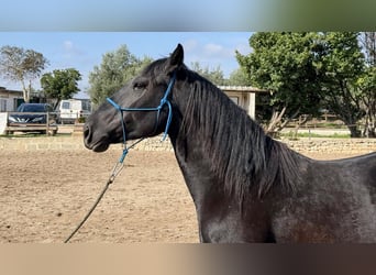 Murgese, Hengst, 3 Jahre, 158 cm, Rappe