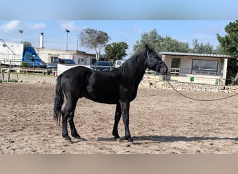 Murgese, Hengst, 3 Jahre, 158 cm, Rappe