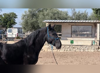 Murgese, Hengst, 3 Jahre, 158 cm, Rappe
