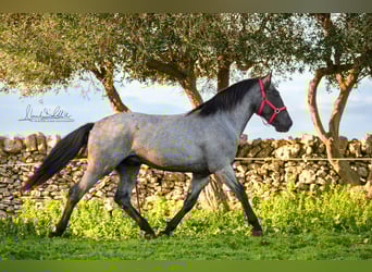 Murgese, Hengst, 3 Jahre, 158 cm, Roan-Blue