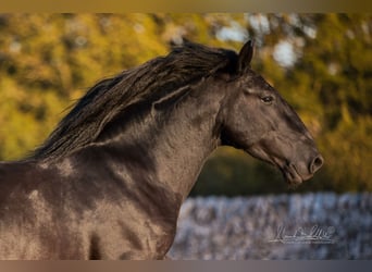 Murgese, Hengst, 3 Jahre, 160 cm, Rappe