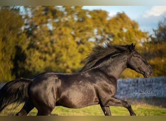 Murgese, Hengst, 3 Jahre, 160 cm, Rappe