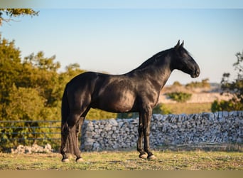 Murgese, Hengst, 3 Jahre, 160 cm, Rappe