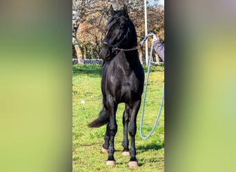 Murgese, Hengst, 3 Jahre, 161 cm, Rappe