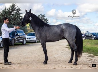 Murgese, Hengst, 3 Jahre, 161 cm, Roan-Blue