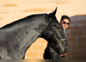 Murgese, Hengst, 3 Jahre, 161 cm, Roan-Blue