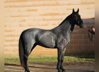 Murgese, Hengst, 3 Jahre, 161 cm, Roan-Blue