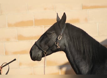 Murgese, Hengst, 3 Jahre, 161 cm, Roan-Blue