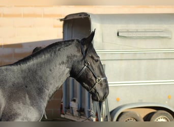 Murgese, Hengst, 3 Jahre, 161 cm, Roan-Blue