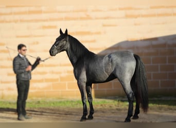 Murgese, Hengst, 3 Jahre, 161 cm, Roan-Blue