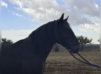 Murgese, Hengst, 3 Jahre, 163 cm, Rappe