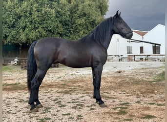 Murgese, Hengst, 3 Jahre, 163 cm, Rappe