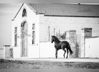 Murgese, Hengst, 3 Jahre, 164 cm, Rappe