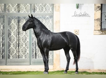 Murgese, Hengst, 3 Jahre, 164 cm, Rappe