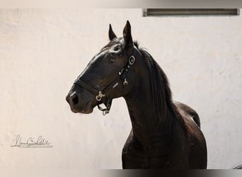 Murgese, Hengst, 3 Jahre, 164 cm, Rappe