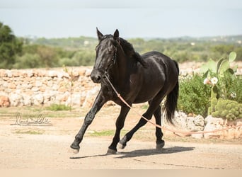 Murgese, Hengst, 3 Jahre, 164 cm, Rappe
