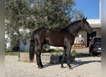 Murgese, Hengst, 3 Jahre, 164 cm, Rappe