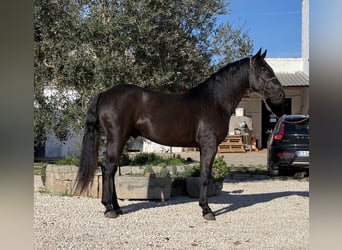 Murgese, Hengst, 3 Jahre, 164 cm, Rappe