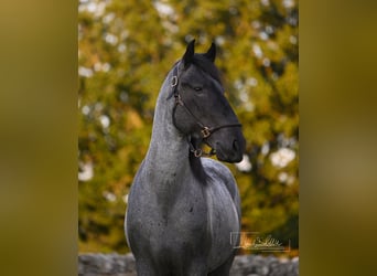 Murgese, Hengst, 3 Jahre, 164 cm, Roan-Blue