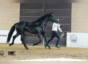 Murgese, Hengst, 3 Jahre, 165 cm, Rappe