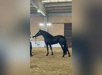 Murgese, Hengst, 3 Jahre, 165 cm, Rappe