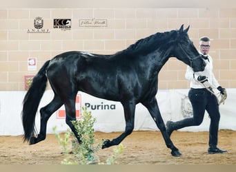 Murgese, Hengst, 3 Jahre, 165 cm, Rappe
