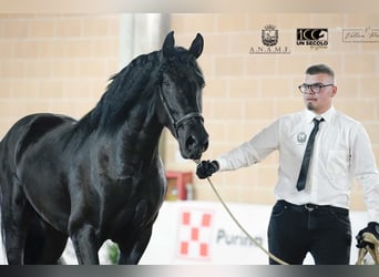 Murgese, Hengst, 3 Jahre, 165 cm, Rappe