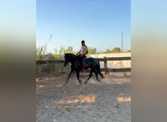 Murgese, Hengst, 3 Jahre, 165 cm, Rappe
