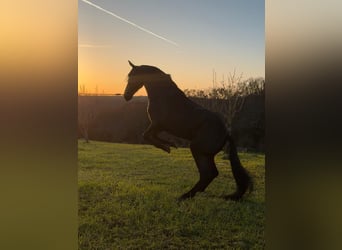 Murgese, Hengst, 3 Jahre, 165 cm, Rappe