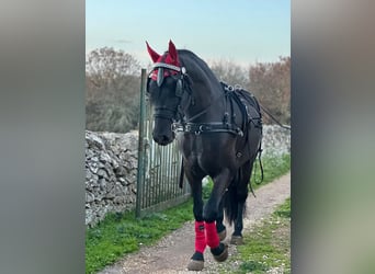 Murgese, Hengst, 3 Jahre, 165 cm, Rappe