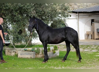 Murgese, Hengst, 3 Jahre, 165 cm, Rappe