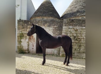 Murgese, Hengst, 3 Jahre, 165 cm, Rappe