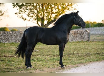 Murgese, Hengst, 3 Jahre, Rappe
